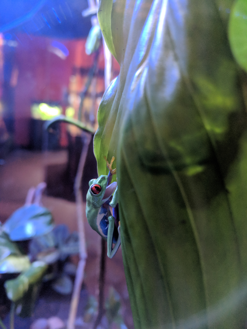 Stopped by the aquarium, this guy was psyched to see me.